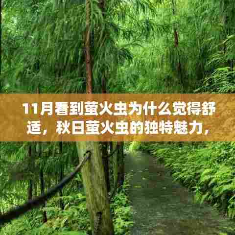 秋日萤火虫的独特魅力,为何在11月遇见它们会感到舒适?