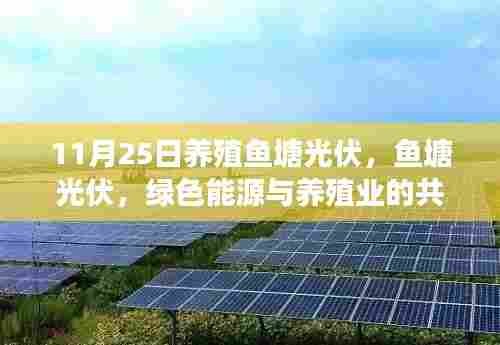 11月25日养殖鱼塘光伏革新纪事,绿色能源与养殖业的和谐共舞