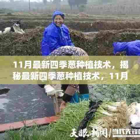 揭秘最新四季葱种植技术,11月种植要点与四季葱培育指南