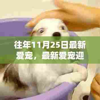 迎接宠物小伙伴入门,最新爱宠迎接指南,教你如何顺利迎接宠物小伙伴在11月25日到来