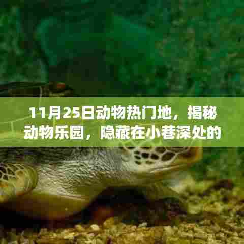 揭秘动物乐园美食秘境,小巷深处的独特美食之旅(11月25日动物热门地)