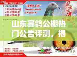 山东赛鸽公棚热门公告评测揭秘,公棚特性与独特体验探索