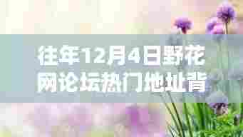 往年12月4日野花网论坛热议背后的透视与反思