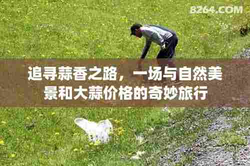 追寻蒜香之路,自然美景与大蒜价格的奇遇之旅