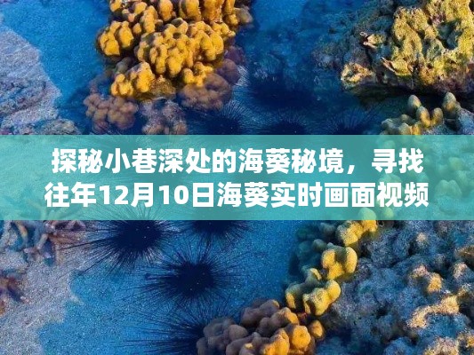 探秘小巷深处的海葵秘境,独特下载体验,寻找往年海葵实时画面视频