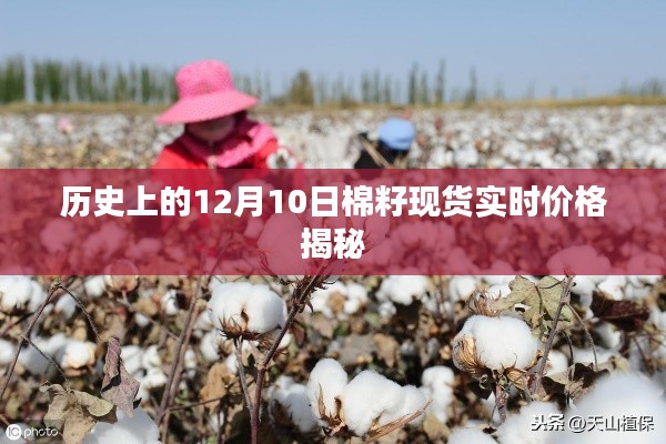揭秘历史日期下的棉籽现货实时价格,12月10日回顾