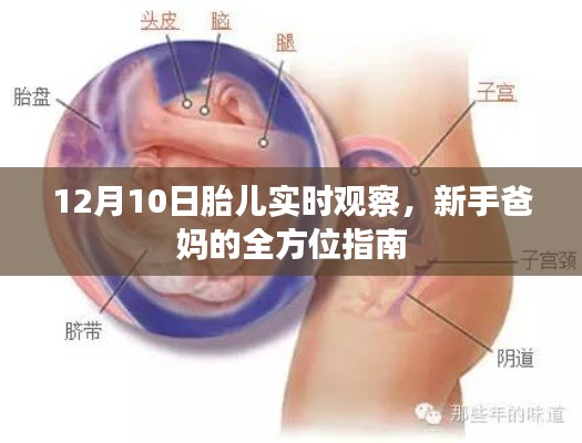 新手爸妈指南,12月10日胎儿实时观察全攻略