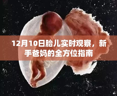 新手爸妈指南,12月10日胎儿实时观察全攻略
