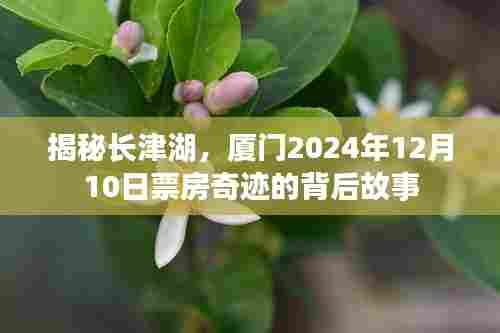 揭秘长津湖，厦门票房奇迹背后的故事，2024年12月10日深度解析