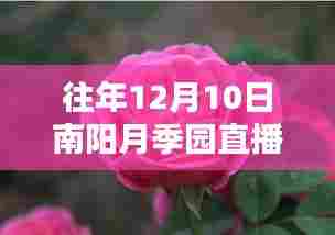 窥探月季魅力,南阳月季园直播回顾与数字时代的文化传播