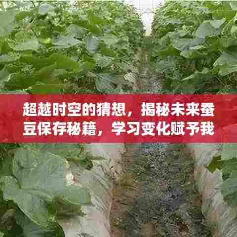 揭秘未来蚕豆保存秘籍,学习变化,探索时空的无限可能,赋予我们自信与力量