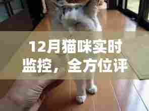 全方位评测与介绍,12月猫咪实时监控