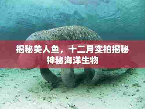 揭秘美人鱼，十二月实拍探索神秘海洋生物之旅
