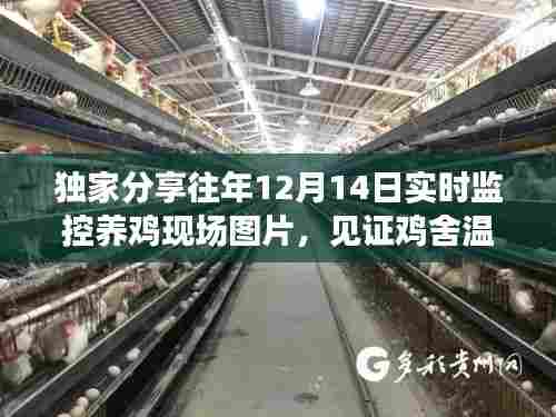 独家实拍，鸡舍成长见证，温馨养鸡现场图片分享（12月14日实时监控）