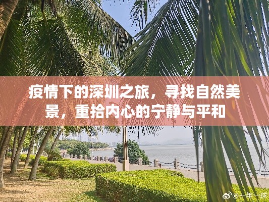 疫情下的深圳之旅,自然美景探寻与内心宁静重塑