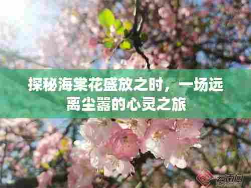 海棠花的心灵之旅,盛放之时的宁静探寻