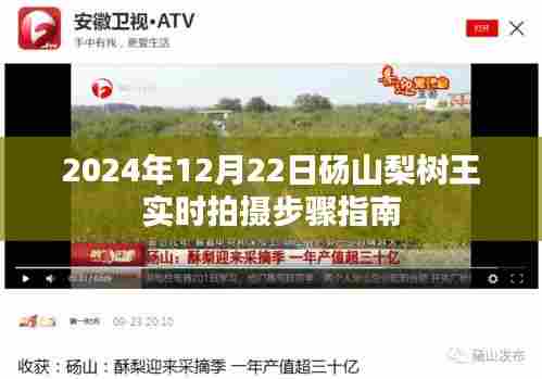 砀山梨树王实时拍摄步骤指南(2024年12月22日版)