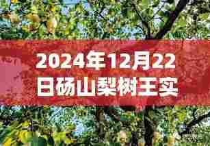 砀山梨树王实时拍摄步骤指南(2024年12月22日版)