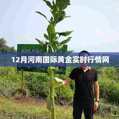 河南黄金行情实时更新,最新国际金价在线查询