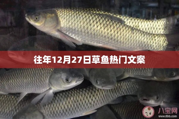 草鱼盛宴,历年12月27日热门文案大盘点