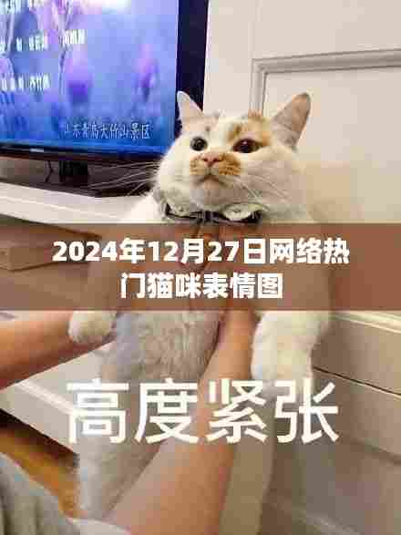 2024年超火猫咪表情图,全网热传!