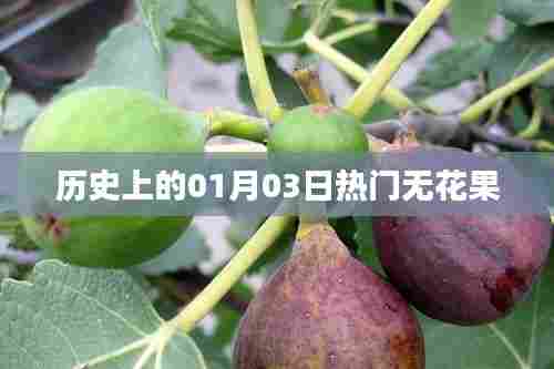 历史上的热门无花果事件,一月三日回顾