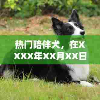 热门陪伴犬，温馨伙伴的守护时刻