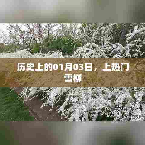 历史上的大事件,雪柳登上热门日 01月03日
