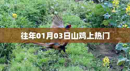 山鸡成为热门话题,时间回溯至往年一月三日