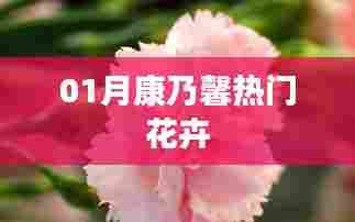 康乃馨一月热门花卉
