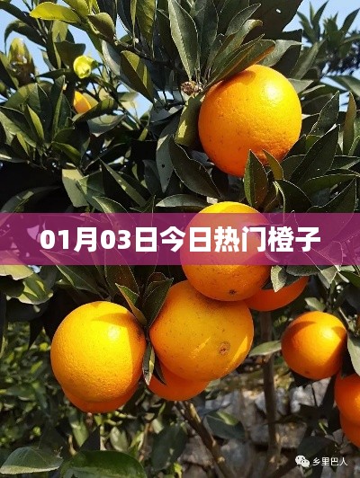 橙子热潮，最新热门橙子资讯一网打尽！