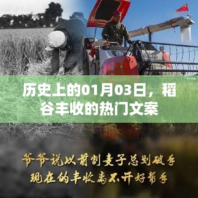历史稻谷丰收日,一月三日丰收文案回顾