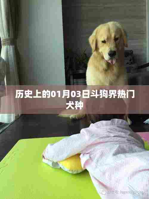 历史上的斗狗界热门犬种变迁，一月三日回顾