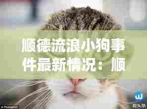 顺德流浪小狗事件最新情况:顺德流浪猫救助站地址