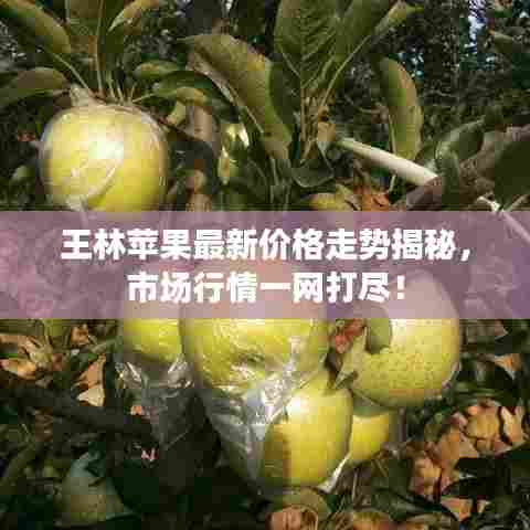 王林苹果最新价格走势揭秘,市场行情一网打尽!