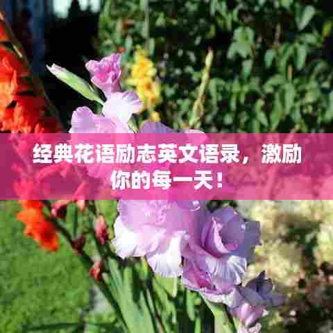 经典花语励志英文语录,激励你的每一天!
