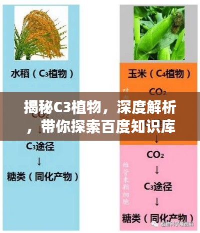 揭秘C3植物,深度解析,带你探索百度知识库!