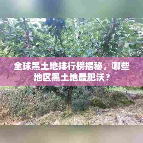 全球黑土地排行榜揭秘，哪些地区黑土地最肥沃？