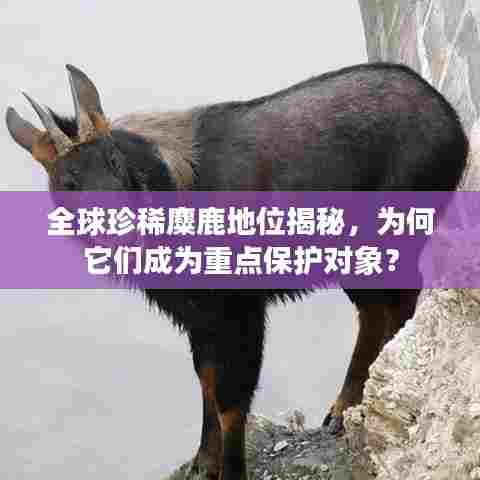全球珍稀麋鹿地位揭秘，为何它们成为重点保护对象？